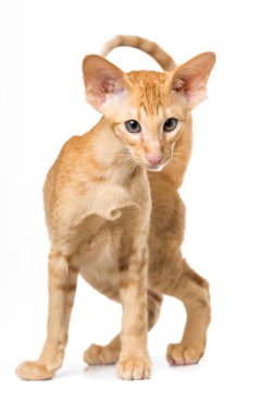 Doğulu kısa hava kedisi izole edildi