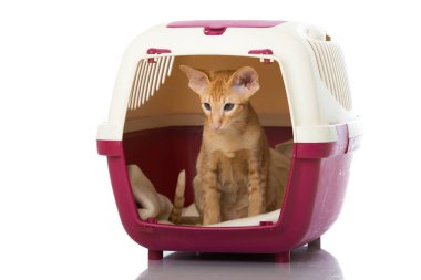 Uzaktaki bir nakliye kutusunda Doğulu kısa hava kedileri.