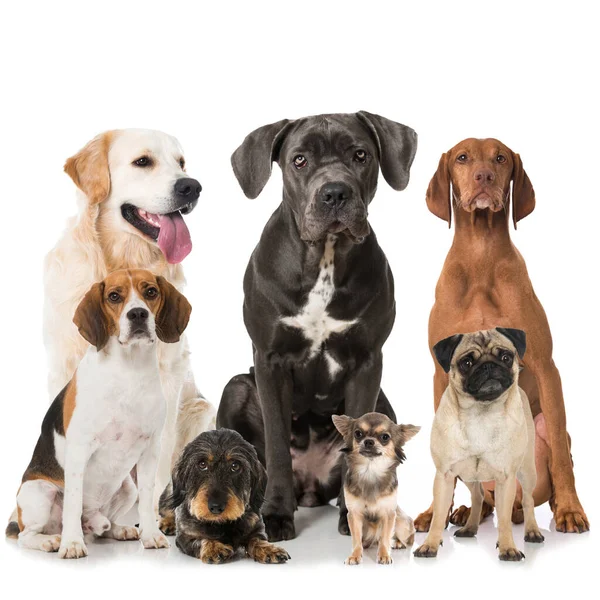 Group Isolated Dogs — Stock Photo, Image