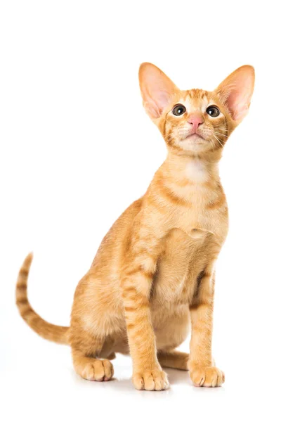 Oriental Shorthair Cat Isolated — Stock fotografie