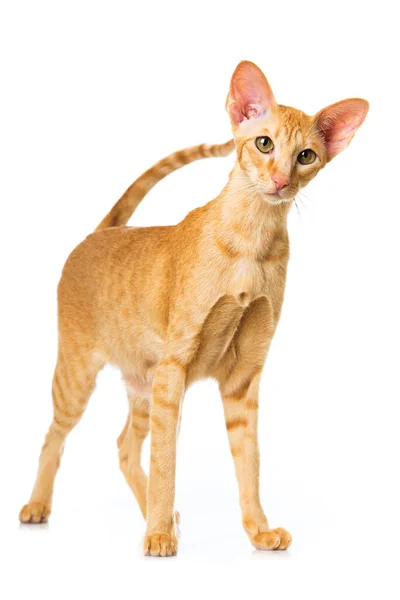 Kot Orientalny Odizolowany — Zdjęcie stockowe