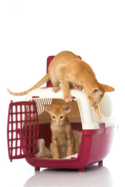Uzaktaki Bir Nakliye Kutusunda Doğulu Kısa Hava Kedileri — Stok fotoğraf