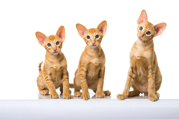 Oriental Taquigrafía Gatos Aislado — Foto de Stock