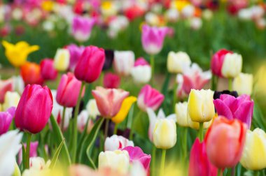 Lale alanı ve farklı laleler.