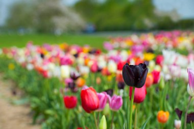 Lale alanı ve farklı laleler.