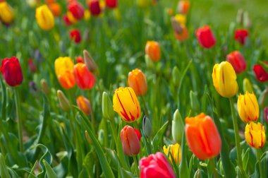 Lale alanı ve farklı laleler.