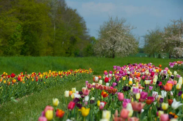 Pole Tulipanowe Różnymi Tulipanami — Zdjęcie stockowe