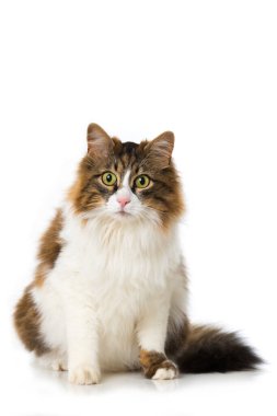 Evcil kedi beyazı izole etmiş.