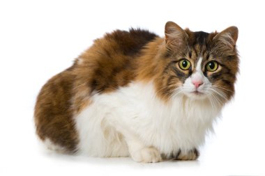 Evcil kedi beyazı izole etmiş.