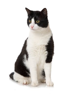 Evcil kedi beyazı izole etmiş.