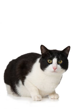 Evcil kedi beyazı izole etmiş.