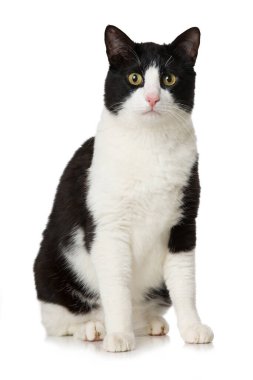 Evcil kedi beyazı izole etmiş.