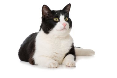 Evcil kedi beyazı izole etmiş.