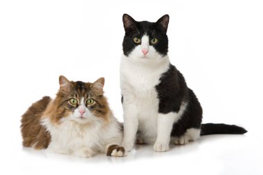 Beyazların üzerinde iki kedi