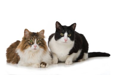 Beyazların üzerinde iki kedi