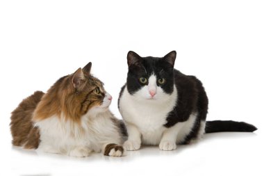 Beyazların üzerinde iki kedi