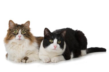 Beyazların üzerinde iki kedi