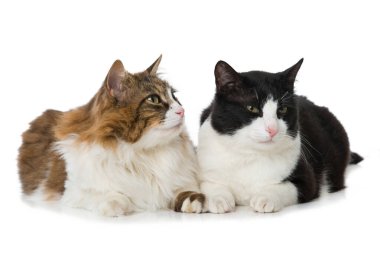 Beyazların üzerinde iki kedi