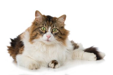 Evcil kedi beyazı izole etmiş.