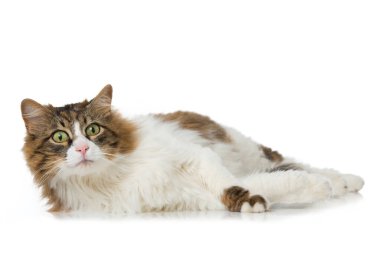 Evcil kedi beyazı izole etmiş.