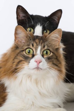 Beyaz tenli evcil kediler