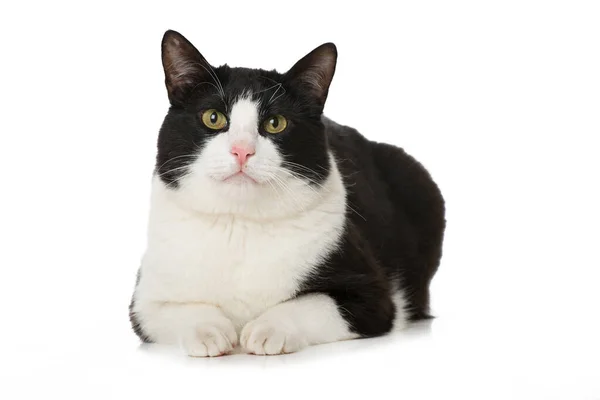 Domácí Kočka Izolovaná Bílém — Stock fotografie