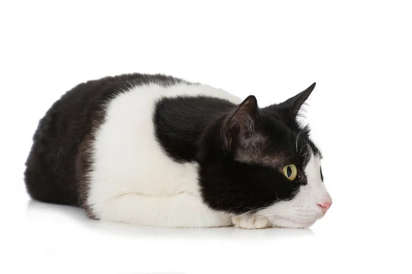 Бытовая Кошка Изолирована Белом — стоковое фото
