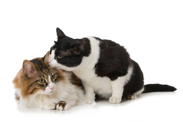 Två Katter Isolerade Vitt — Stockfoto