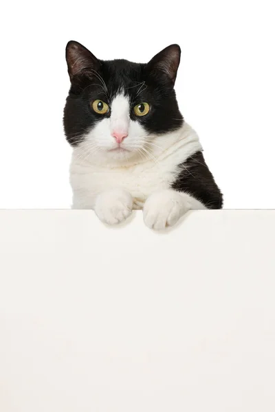 Κατοικίδια Γάτα Κοιτάζοντας Πάνω Από Έναν Τοίχο Που Απομονώνονται Λευκό — Φωτογραφία Αρχείου