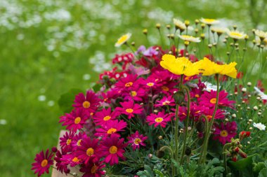 Çiçek saksılarında yaz çiçekleri