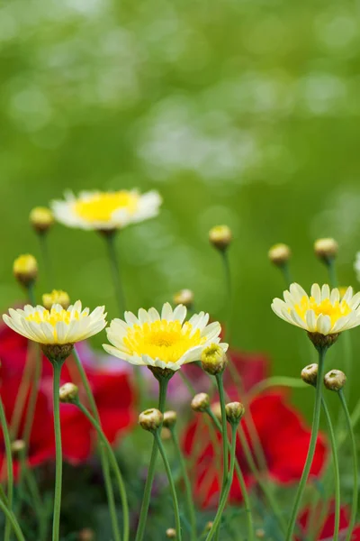 Flores Verão Vasos Flores — Fotografia de Stock