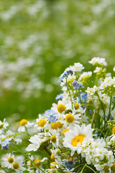 Buquê Flores Selvagens Com Camomila — Fotografia de Stock