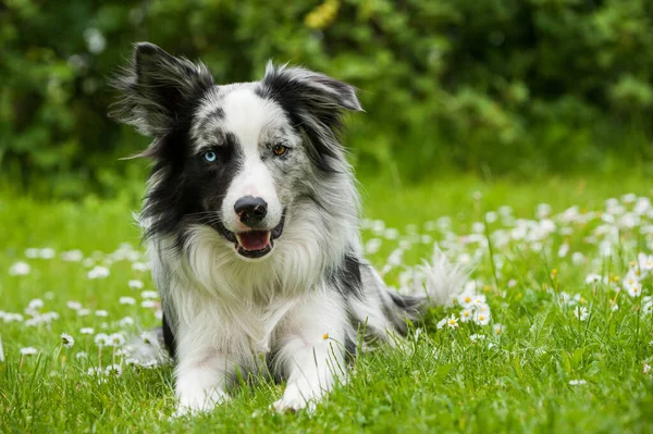 Border Collie Garden — Stock Photo, Image