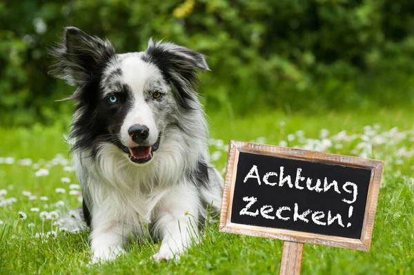 Border Collie Garten — Stockfoto