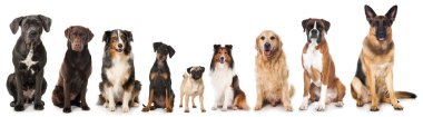 Farklı cins köpekler.