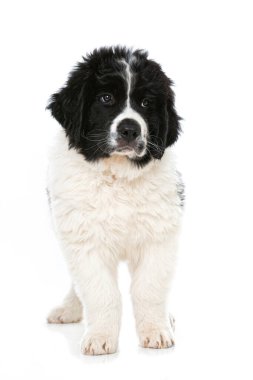 Toprak sahibi köpek yavrusu beyazda izole edilmiş.
