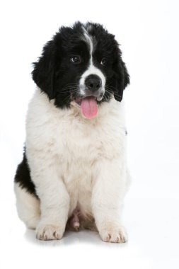 Toprak sahibi köpek yavrusu beyazda izole edilmiş.