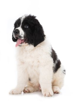 Toprak sahibi köpek yavrusu beyazda izole edilmiş.