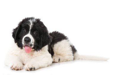 Toprak sahibi köpek yavrusu beyazda izole edilmiş.