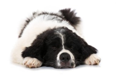 Toprak sahibi köpek yavrusu beyazda izole edilmiş.