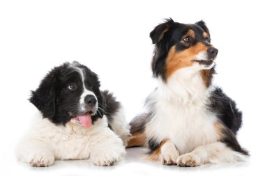 Toprak sahibi köpek ve Avusturyalı çoban köpeği beyazı izole etmişler.