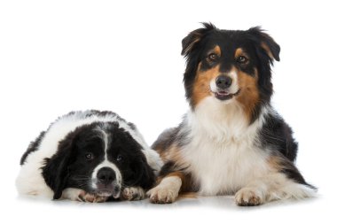 Toprak sahibi köpek ve Avusturyalı çoban köpeği beyazı izole etmişler.