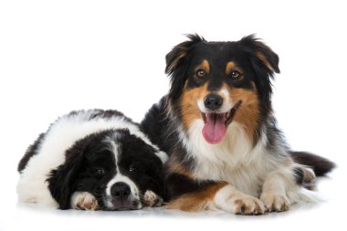 Toprak sahibi köpek ve Avusturyalı çoban köpeği beyazı izole etmişler.