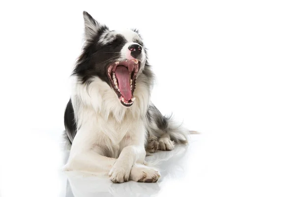 Yawning Perbatasan Collie Anjing — Stok Foto