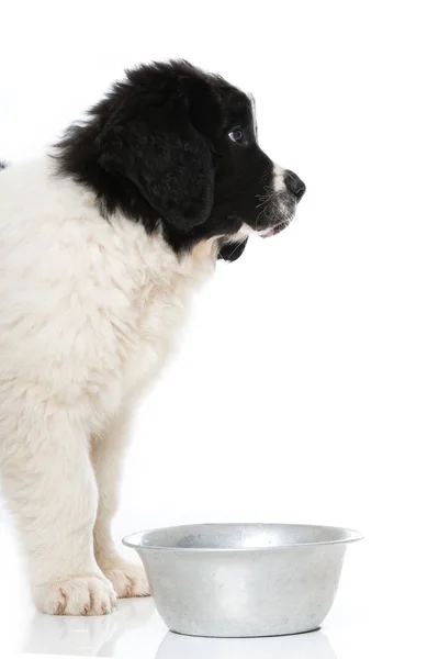 Cachorrinho Landseer Isolado Branco — Fotografia de Stock