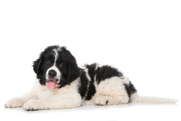 Landseer Puppy Isolated White — Stock Photo, Image