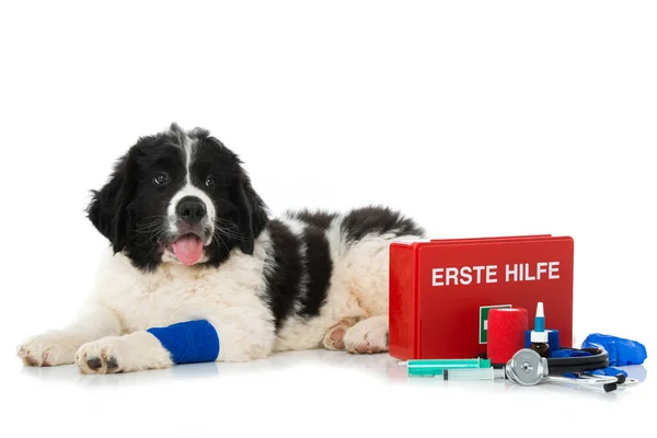 Cachorro Landseer Con Primeros Auxilios Aislado Blanco —  Fotos de Stock