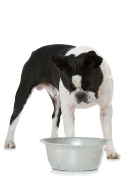 Su kabı olan köpek beyazı izole etmiş.