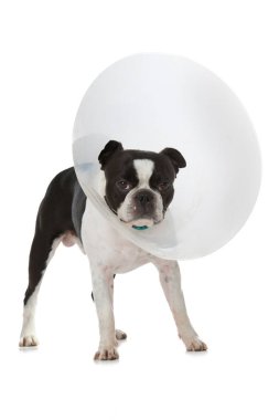 Hasta köpek beyazda izole edilmiş.