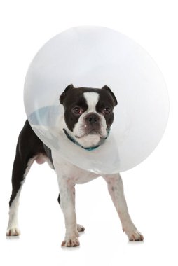 Hasta köpek beyazda izole edilmiş.